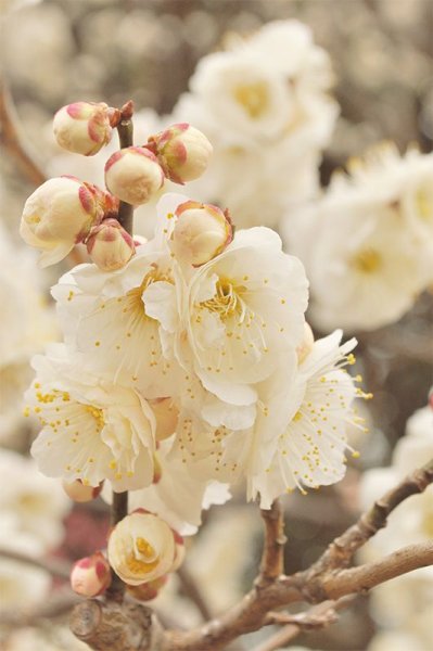 Ванильный цветок