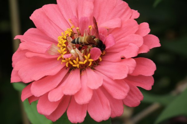 Колибри у цинии