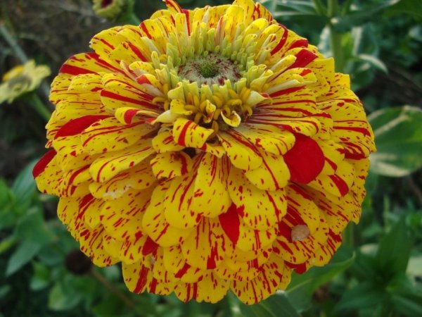 Цинния золотой Соверен