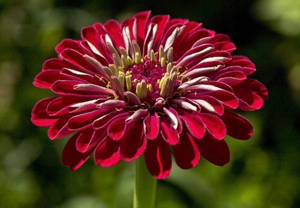 Циния Глориеншайн