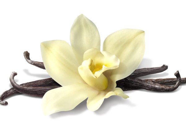 Мадагаскарская ваниль на белом фоне