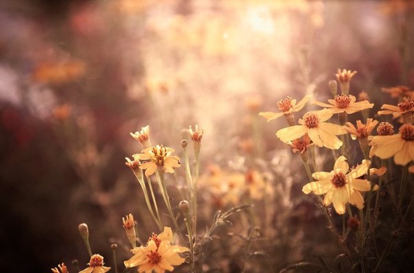 Ванильные картинки