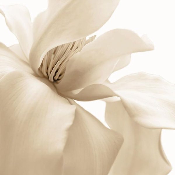 Крупные цветы на белом фоне