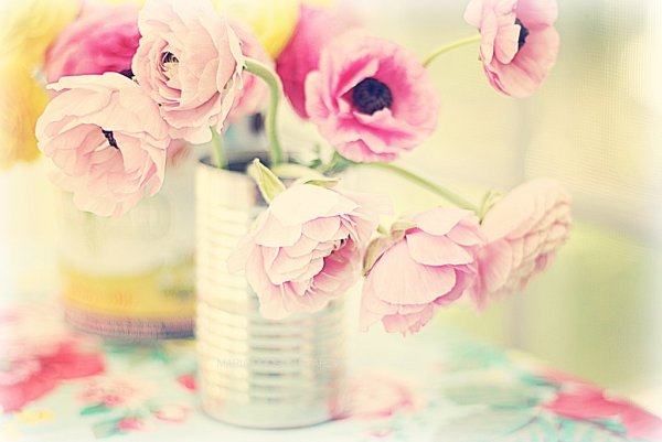 Нежные и милые цветы