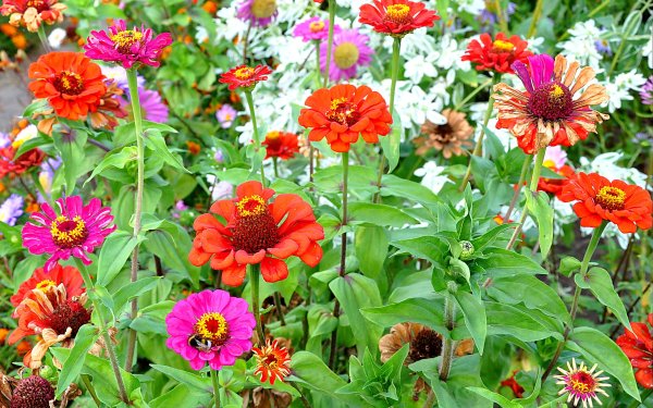 Циния сияние