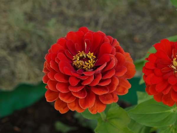 Циния калифорнийский гигант