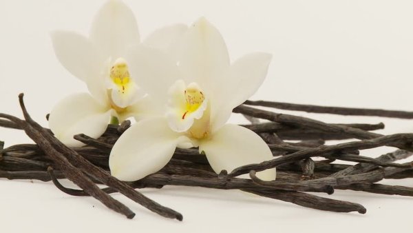 Ванилла Фловерс