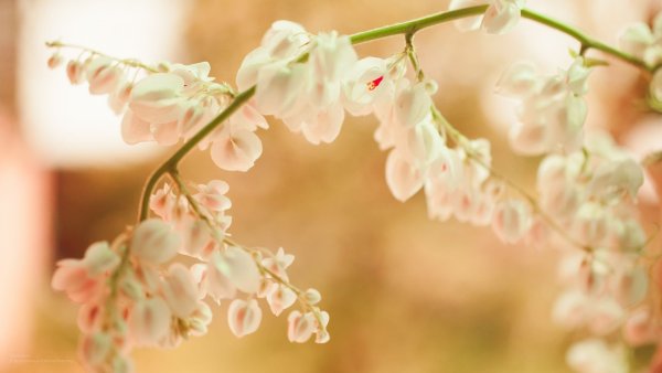 Нежные картинки на рабочий стол