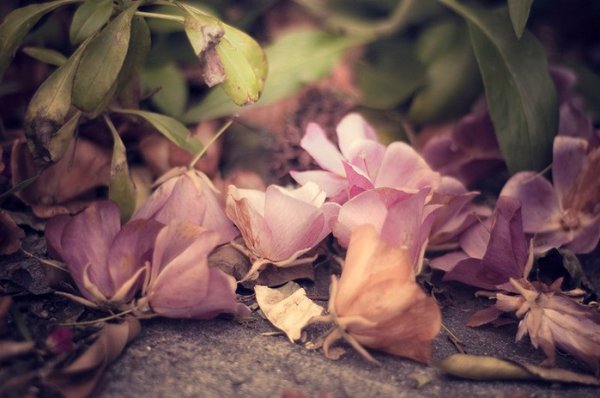 Ванильный цветок