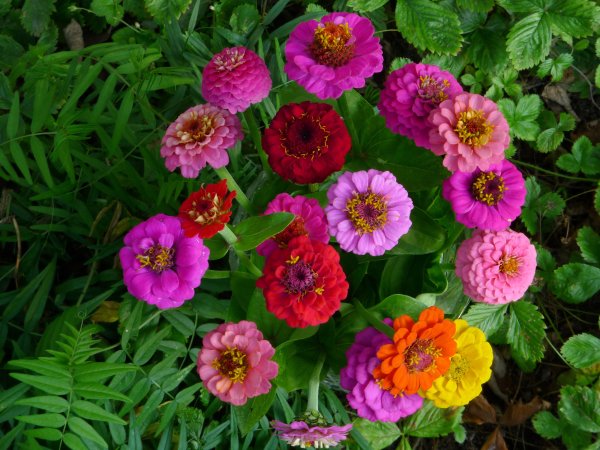 Циния майоры