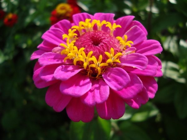 Майоры Табрии