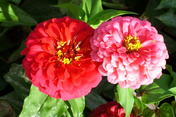 Циния цветок