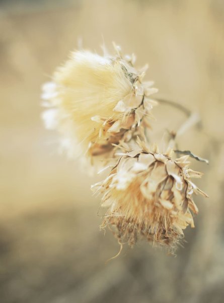 Ванильный цветок