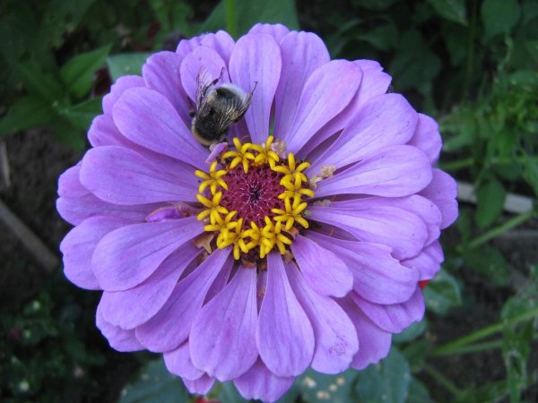 Цинния Лаванда