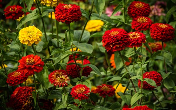 Цинния Анфиса