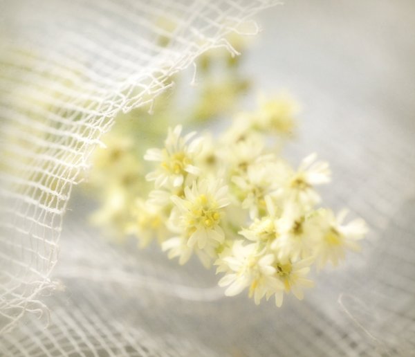 Светло желтые цветы