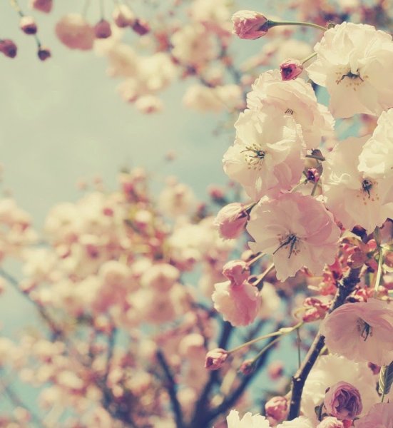 Ванильная Весна