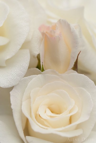 Бело розовые цветы