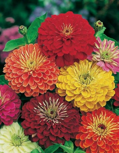 Цинния изящная (Zinnia elegans)
