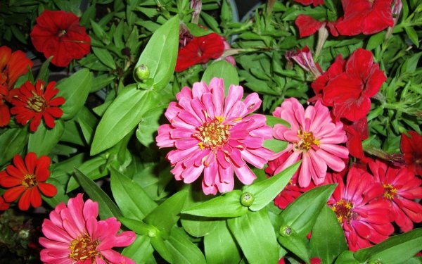 Цинния Скарлет Флейм