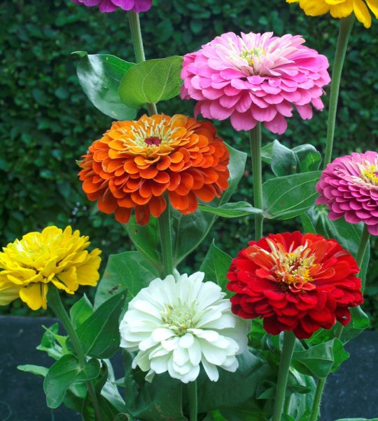 Цинния Элеганс микс