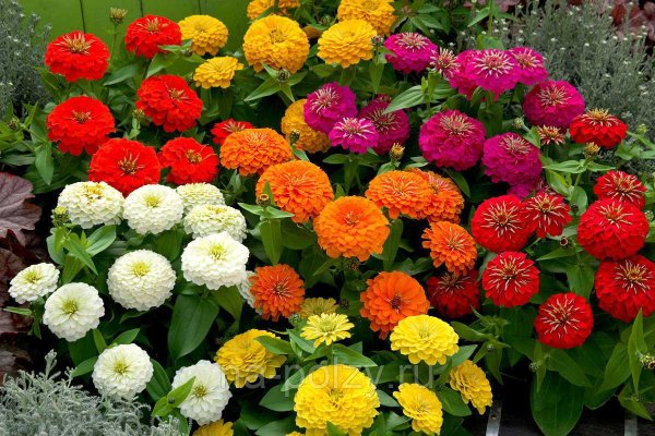 Цинния Тополино Скарлет