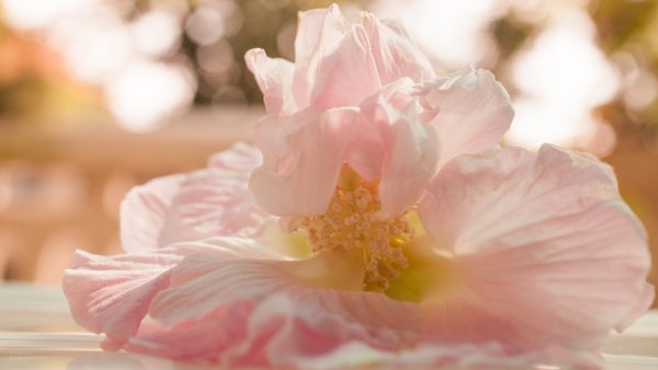 Цветок. Нежность