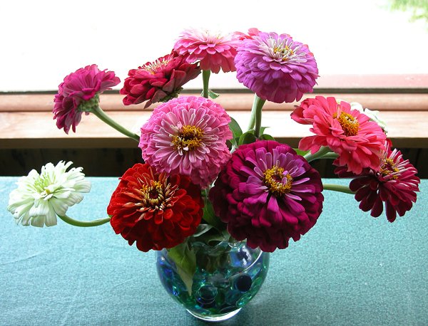 Цветы циния и майор