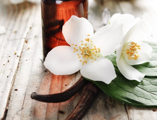 Бурбонская ваниль растение