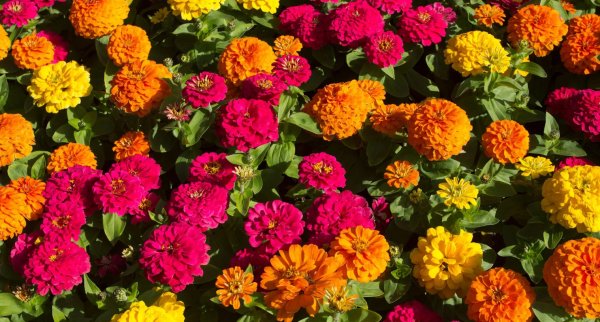 Цинния калифорнийские гиганты