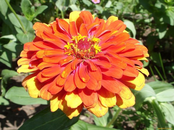 Циния Захара Роуз