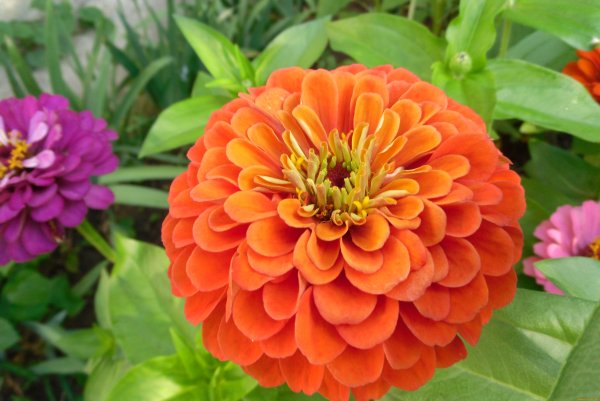 Циния априори