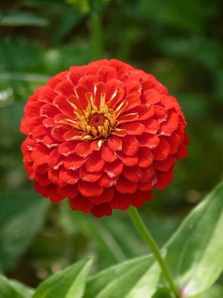 Цинния изящная (Zinnia elegans)