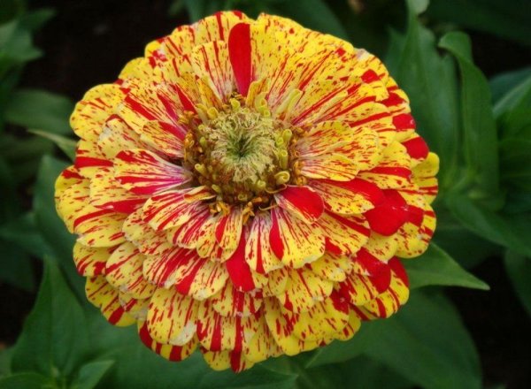 Цинния изящная Кан Кан