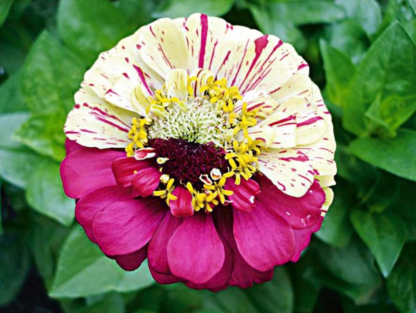 Цинии пестрые