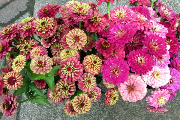 Цинния георгиноцветковая