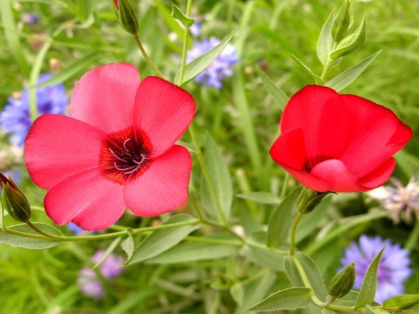 Лен крупноцветковый красный