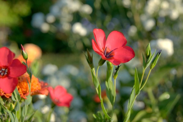 Ленок растение