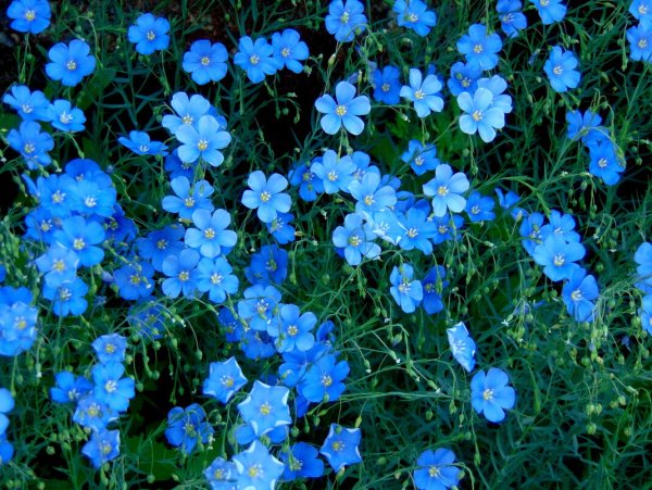 Лен Кудряш масличный