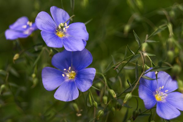Лён крупноцветковый (Linum grandiflorum)