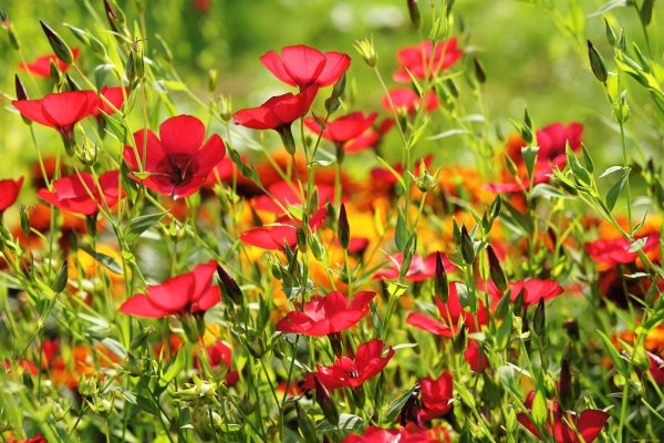 Лен многолетний Небесная лазурь