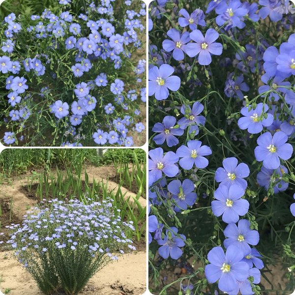 Цветок Ленок голубой