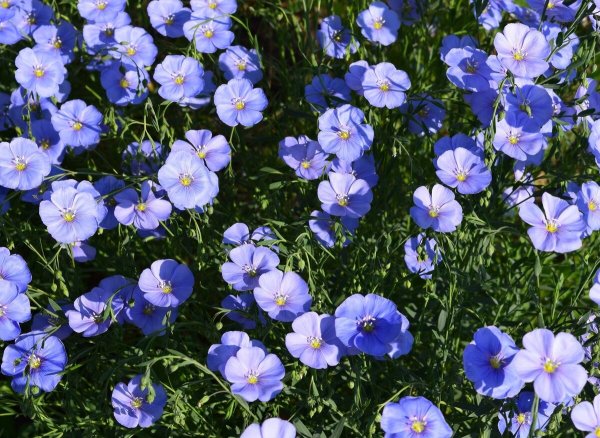 Цветок Ленок голубой