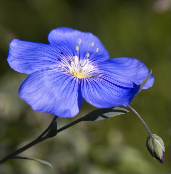 Лен крупноцветковый рубрум