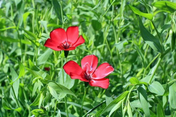 Лютики синие полевые