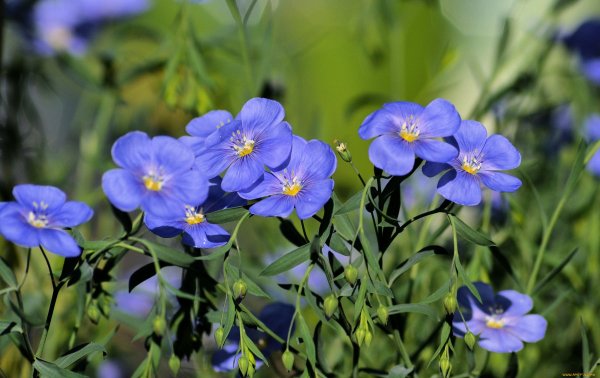 Лютики синие полевые