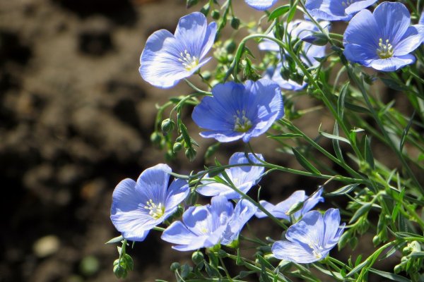 Лен тонколистный