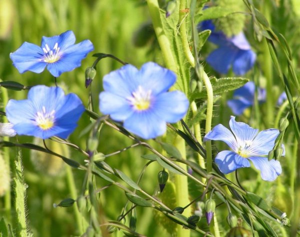 Лен полевой цветок