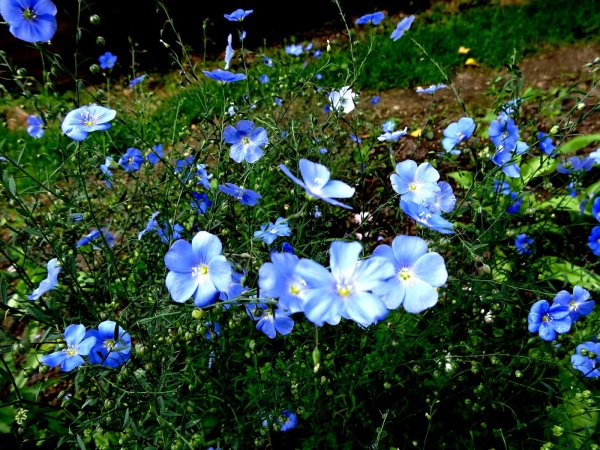 Лютик голубой полевой