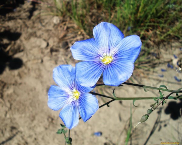 Цветочки льна